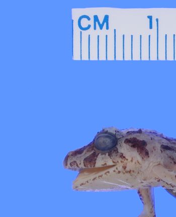 Media type: image; Herpetology A-90012